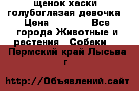 щенок хаски  голубоглазая девочка › Цена ­ 12 000 - Все города Животные и растения » Собаки   . Пермский край,Лысьва г.